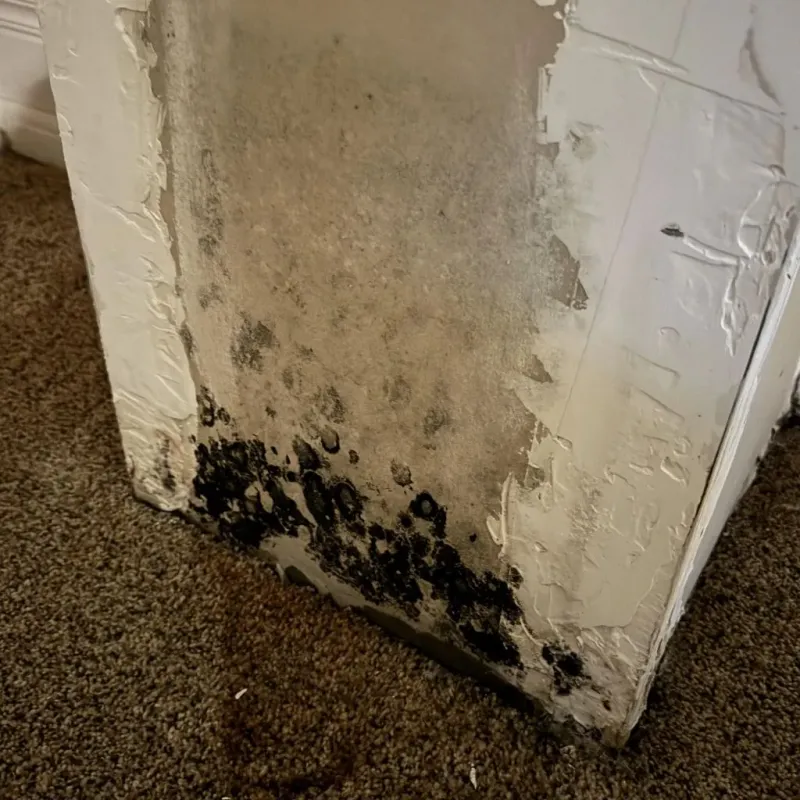 Professional Mold Removal in Weslaco, TX
